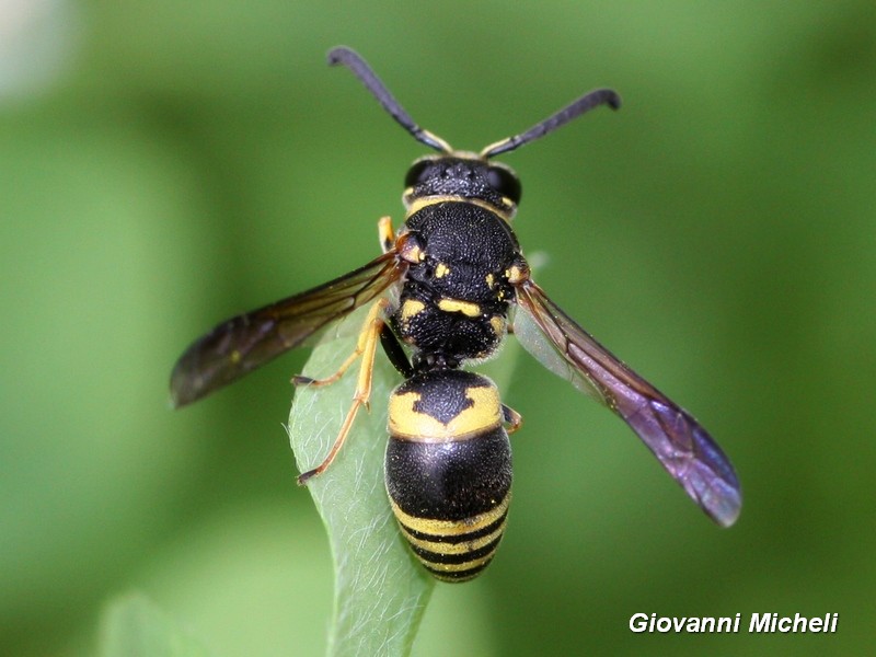 Vespidae Eumeninae:  cfr. Euodynerus (Pareuodynerus)